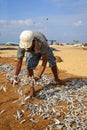 Sri Lankan traditional method of drying fresh fish