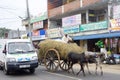 Sri Lankan traffic
