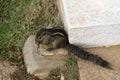 Sri Lankan tree squirrel Royalty Free Stock Photo