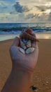 Sri lankan ,Very beautiful seashells, chilaw beach, dusk time