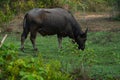 Sri Lankan Water Buffalo in Wilpattu National Park Royalty Free Stock Photo