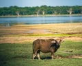 Sri Lankan Water Buffalo in Wilpattu National Park Royalty Free Stock Photo