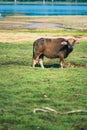Sri Lankan Water Buffalo in Wilpattu National Park Royalty Free Stock Photo