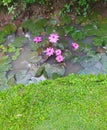 Sri Lankan Water Plants Beautiful Lotus