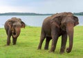 Sri lankan wild elephants Royalty Free Stock Photo