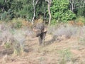 Sri Lankan wild elephant. Inhabits the dry region Royalty Free Stock Photo