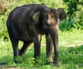 Sri Lankan wild elephant resting under the shade at Udawalawe forest Royalty Free Stock Photo