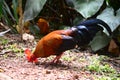 Sri Lankan Wild Lafayette Rooster ,Wali Kukula - The Ceylon Junglefowl