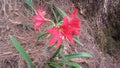 Sri Lankan wild Red flower Royalty Free Stock Photo