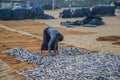 Sri Lankan woman lays out fish for drying. Negombo