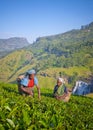 Sri Lankan Women Picking Tea Leaves