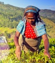 Sri Lankan Women Picking Tea Leaves Harvesting Concept