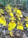 Sri Lankan yellow Kandyan dance flower