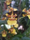 Sri Lankan yellow orchid