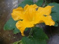 Sri lankan yellow pumpkin flower