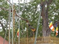 Sri Maha Bodhi is the tops of the Buddhists.