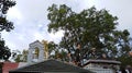 Sri maha bodhi tree, Jaya Sri Maha Bodhi is a sacred fig tree in the Mahamewna Gardens, Anuradhapura, Sri Lanka