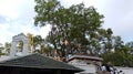 Sri maha bodhi tree, Jaya Sri Maha Bodhi is a sacred fig tree in the Mahamewna Gardens, Anuradhapura, Sri Lanka