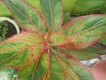 Sri Rejeki (Indonesia) or Aglaonema in a pot with blurred background. Aglaonema is a genus of flowering plants
