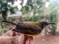 The Sriganti honey bird is a bird species from the Nectariniidae family, from the genus Nectarinia.