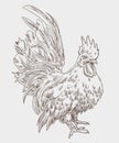 Short-legged Bantam chicken vector illustration hand draw