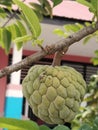 srikaya fruit