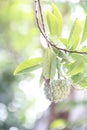 srikaya fruit hanging on a srikaya tree