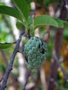 Srikaya fruit hangs on the tree