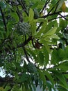 Srikaya fruit from Indonesia that thrives in the yard Royalty Free Stock Photo