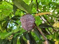 Srikaya fruit (Latin: Annona squamosa) is harvest time Royalty Free Stock Photo