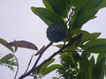 srikaya fruit photo from below