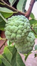 srikaya fruit or annona raw tree