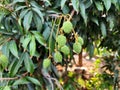 Srikaya fruit tree, young fruit is very fertile and natural