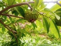 Srikaya fruit, a tropical fruit that is often found in Indonesia