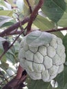 young srikaya fruit