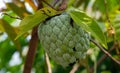 Srikaya or Sugar apple or sweet sop Annona squamosa, a tropical fruit from the genus Annona