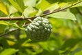 Srikaya or Sugar apple or sweet sop Annona squamosa, a tropical fruit from the genus Annona