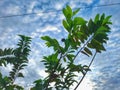 Srikaya tree with evening sky background