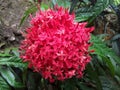 Srilanaka beautiful red flowers Royalty Free Stock Photo