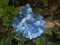 Srilanaka blue flowers Royalty Free Stock Photo