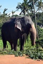 Srilanka elephants - Pinnawale park Royalty Free Stock Photo