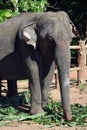 Srilanka elephants - Pinnawale park Royalty Free Stock Photo