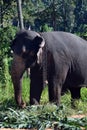 Srilanka elephants - Pinnawale park Royalty Free Stock Photo