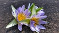 SriLanka lotus flower Royalty Free Stock Photo