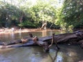 Srilankan beautiful river in Kabilitta Dewalaya Kubukkan oya Royalty Free Stock Photo