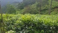 Srilankan beautiful tea trees