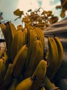 Srilankan big bananas Royalty Free Stock Photo