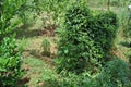 Srilankan countryside farm village road among green lush tree and organic home garden.