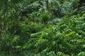 Srilankan countryside farm village road among green lush tree and organic home garden.