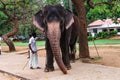 Srilankan Domestic elephant in kataragama devalaya Royalty Free Stock Photo